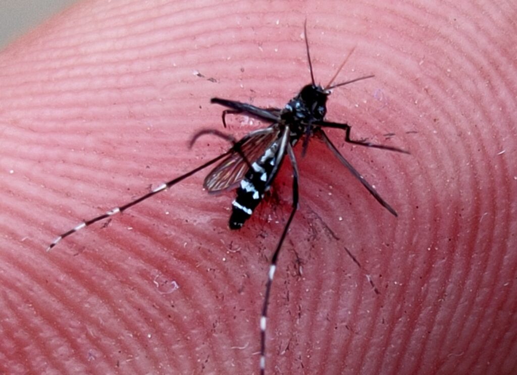 Invasive Mosquito Threatens US State Residents, Spreads Diseases ...